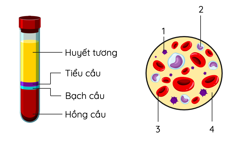 các thành phần của máu olm